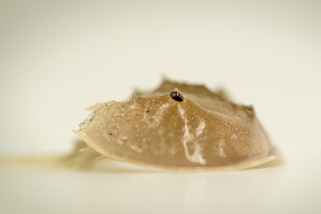 A three-year-old horseshoe crab in the lab at UConn's Institute for Systems Genomics. (Angelina Reyes/UConn Photo)