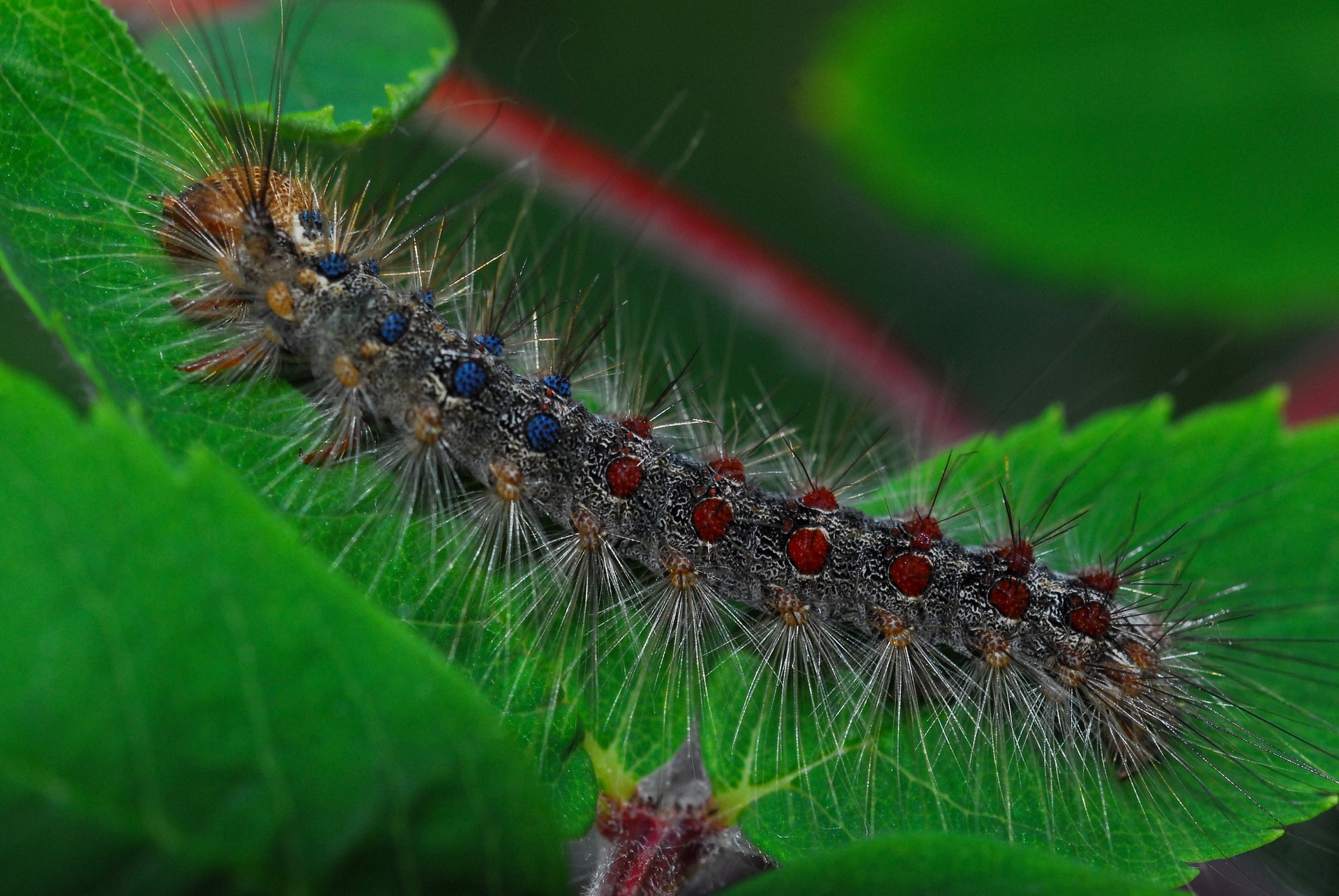 Gypsy moth caterpillar. (Photo courtesy of Pixabay)