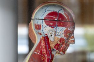 A mannequin showing the internal structure of the human head, at the School of Nursing. (Sean Flynn/UConn Photo)