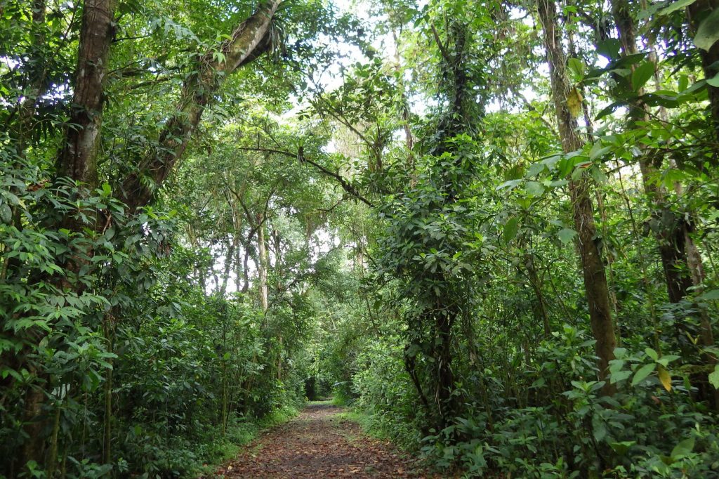 A path in a secondary forest in Lindero Sur, San Juan Province, Argentina.