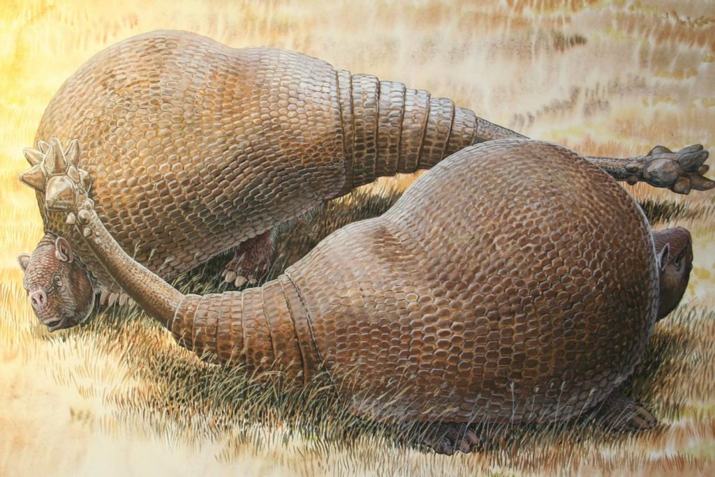 Two male glyptodonts (Doedicurus clavicaudatus) facing off: The massive, club-shaped tails were probably used more for intraspecific combat than defense against predators. ( Peter Schouten Illustration)