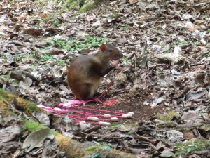 An agouti sizing up the cookie selection.