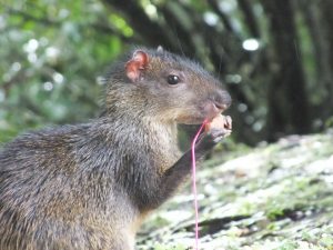 When agoutis find seeds, they either eat or bury them. Kuprewicz wanted to investigate the thought process behind the rodents' choice of strategy.
