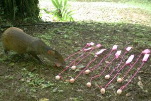 The agoutis choose their cookies, undeterred by the pink strings used by the researchers to track where the cookies are buried.