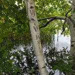 Graffiti on Birch, Herricks Cove Nature Preserve, Vermont. (2018) Herricks Cove is the result of the Williams River joining the Connecticut. Small nature preserves and parks are often at such confluences along the river, offering recreational opportunities for locals. Daylight.
