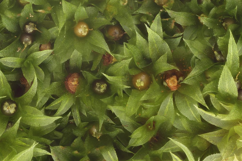 This example of Aphanorrhegma serratum, a species endemic to eastern North America (and found on UConn's main campus) shows both stages of the moss life cycle, with the circular structures representing the reproductive stage along with the more familiar gametophyte stage. (Bernard Goffinet/UConn Photo)