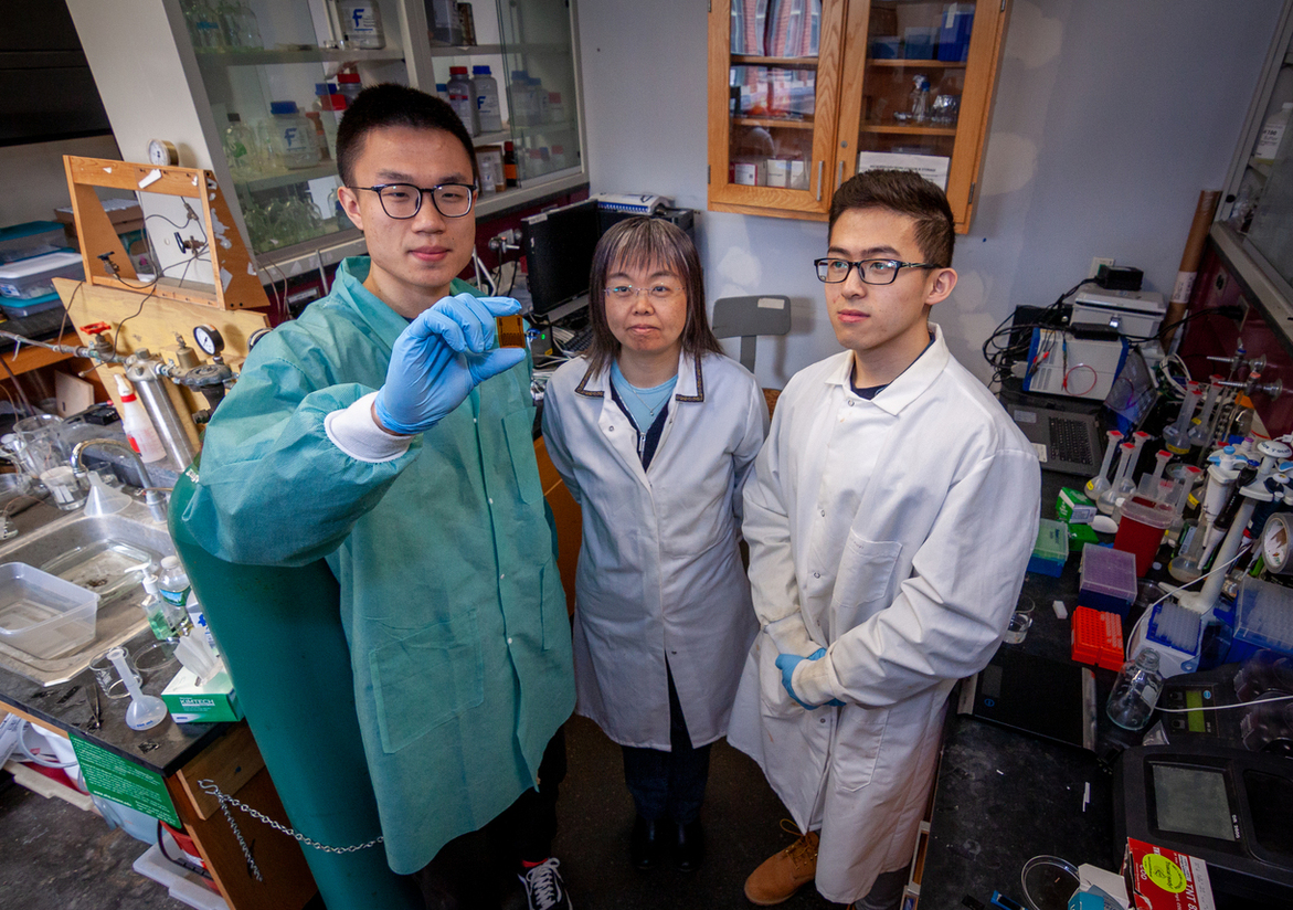 Yingzheng Fan (left), a Ph.D. student in Baikun Li’s Bioenergy Group, holds the current wearable design, while Li (center), and Ph.D. student Tianbao Wang (right) study it from afar. (Christopher LaRosa/UConn Photo)