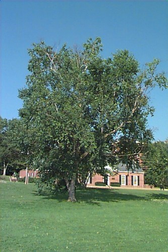 A photo, believed to be from the 1980s, of a second Dahurian birch that UConn once had on campus. This tree, which was lost to insect damage, was directly across Mirror Lake from the current tree, which lends support to the theory that a now-deceased professor had purposely acquired and planted them as part of his work collecting unusual tree species. (UConn File Photo)