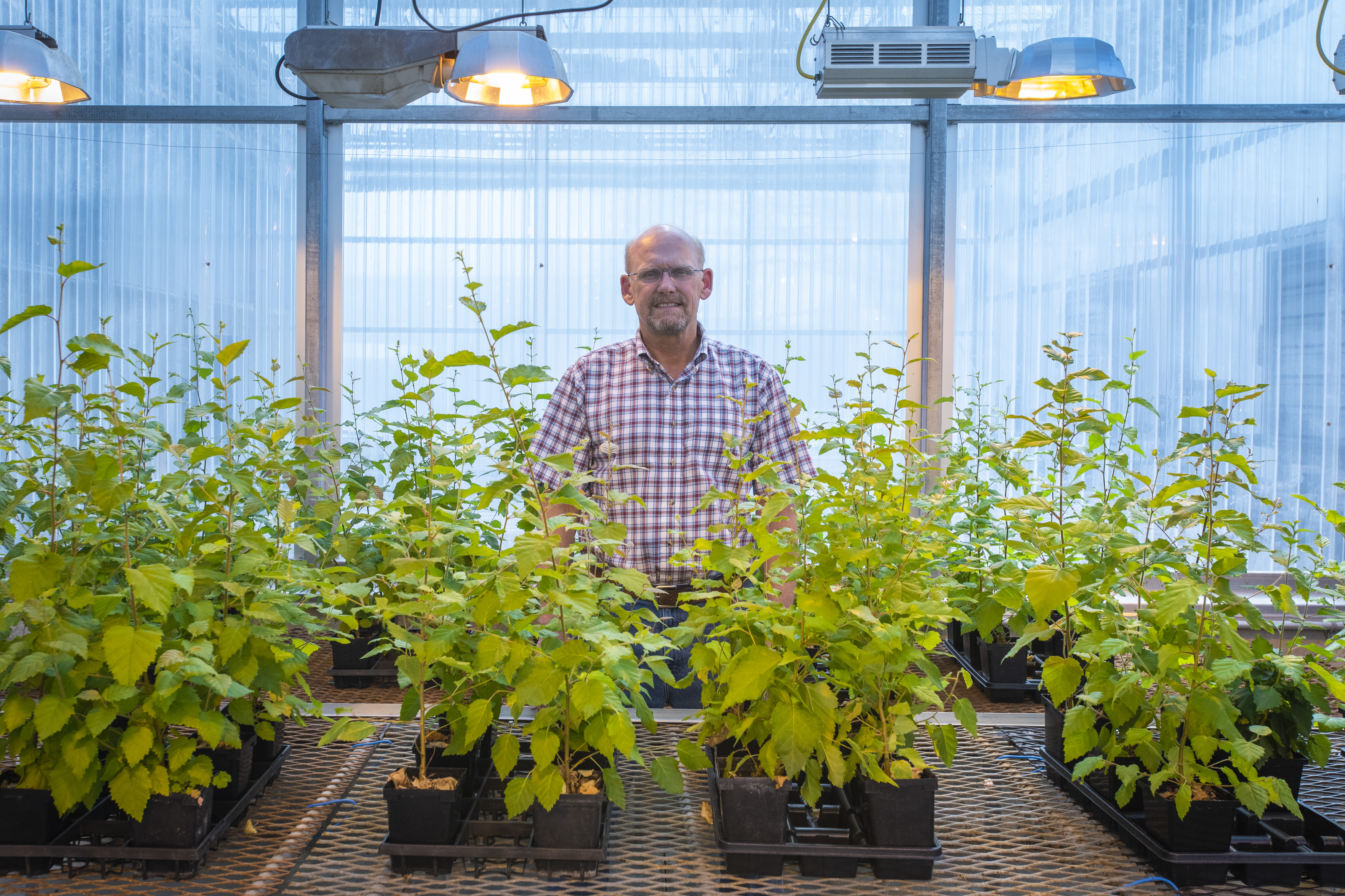 UConn’s beloved 'swing tree' beside Mirror Lake, now reaching the twilight of its natural life, will live on through dozens of healthy seedlings that are being nurtured by horticulture professor Mark Brand at the Floriculture Greenhouse. (Sean Flynn/UConn Photo)