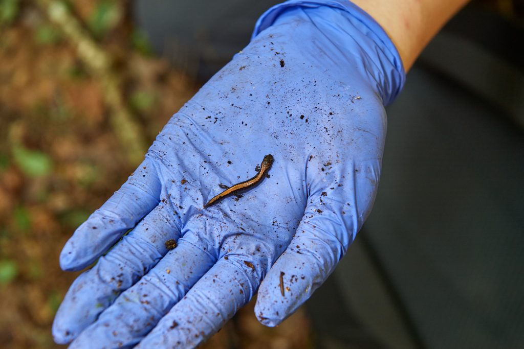 Sarah Baker '20 (CLAS) holds an eastern red-backed salamander found in the Moss Forest Tract in Willington on June 24, 2019. (Peter Morenus/UConn Photo)
