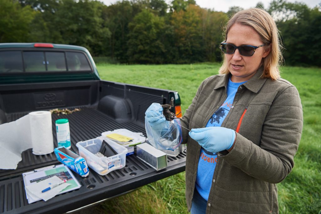 Tracy Rittenhouse, who teaches wildlife techniques and researches wild populations, traps small mammals along the edge of the Fenton tract of the UConn Forest. (Peter Morenus/UConn Photo)