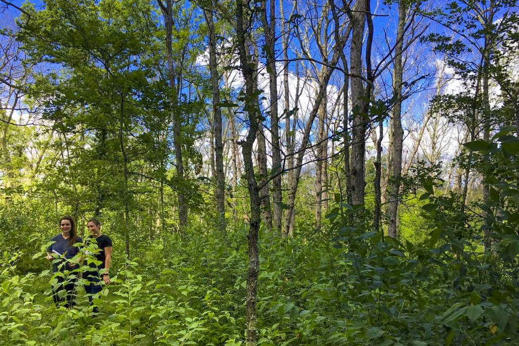 Two students from natural resources and the environment, Megan Coleman, left, who graduated recently, and Deanne Edwards, survey woodland at Beaver Brook State Park in Chaplin, in June 2018. All the trees without leaves are dead trees. (Tom Worthley/UConn Photo)