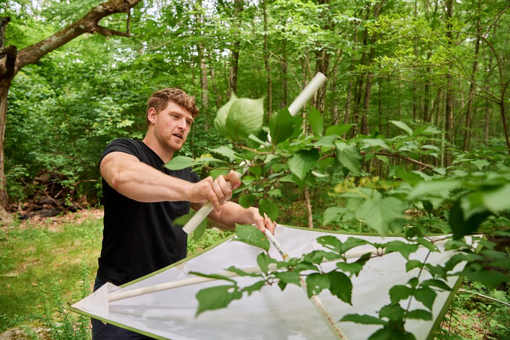 Christian Connors '20 (CLAS) collects caterpillars near Dog Lane in Storrs on July 11, 2019. (Peter Morenus/UConn Photo)