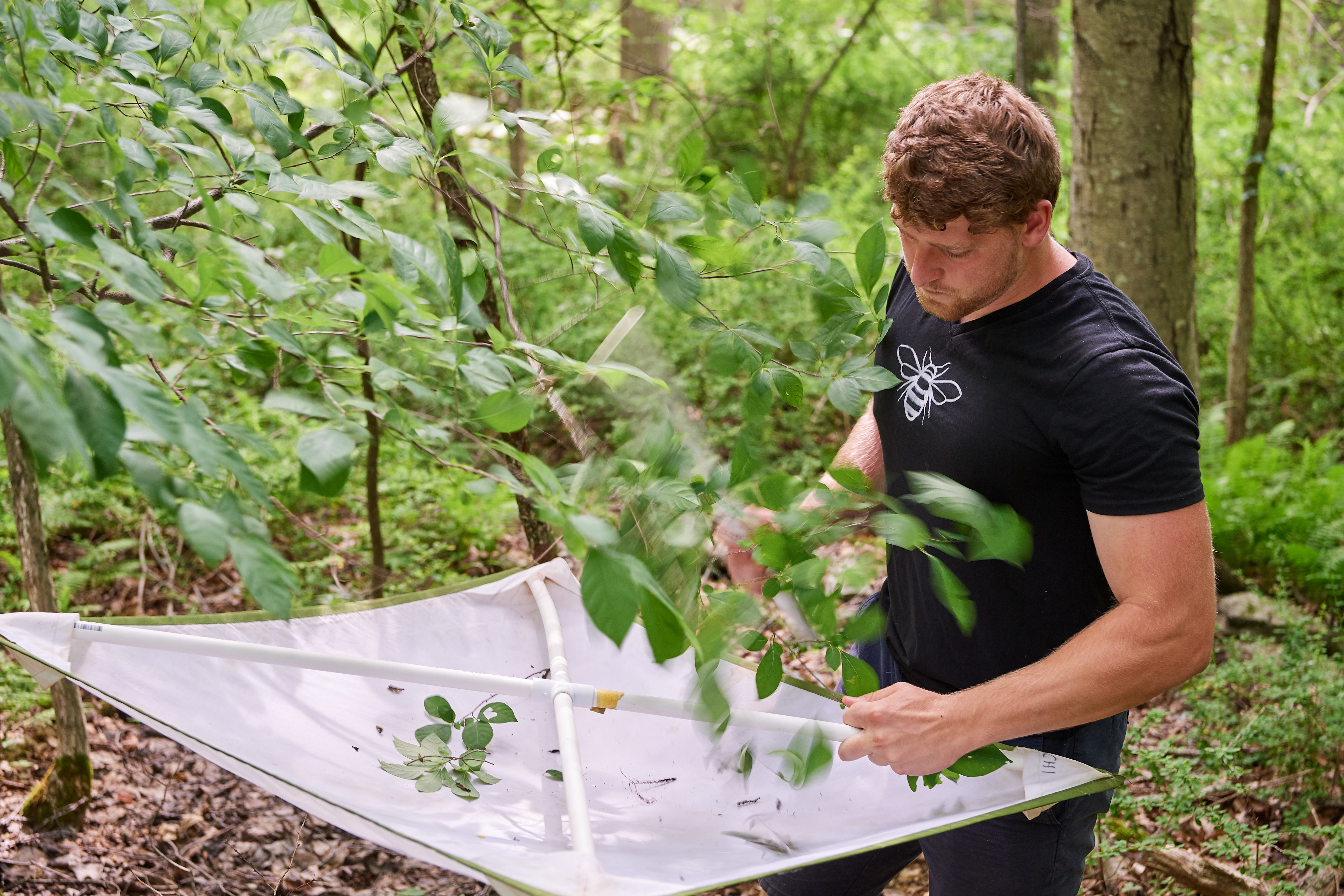 Christian Connors '20 (CLAS) collects caterpillars near Dog Lane in Storrs on July 11, 2019. (Peter Morenus/UConn Photo)
