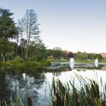 A view of Mirror Lake in July. (Peter Morenus/UConn Photo)