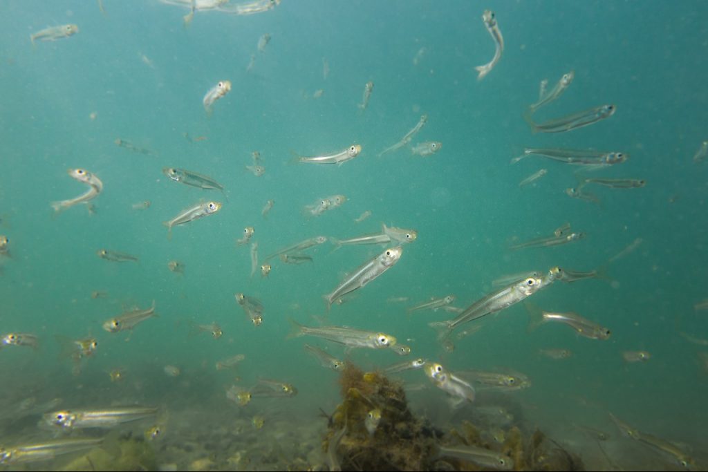 School of Atlantic silversides in waters off the Connecticut coast. (Jacob Snyder/UConn Photo)