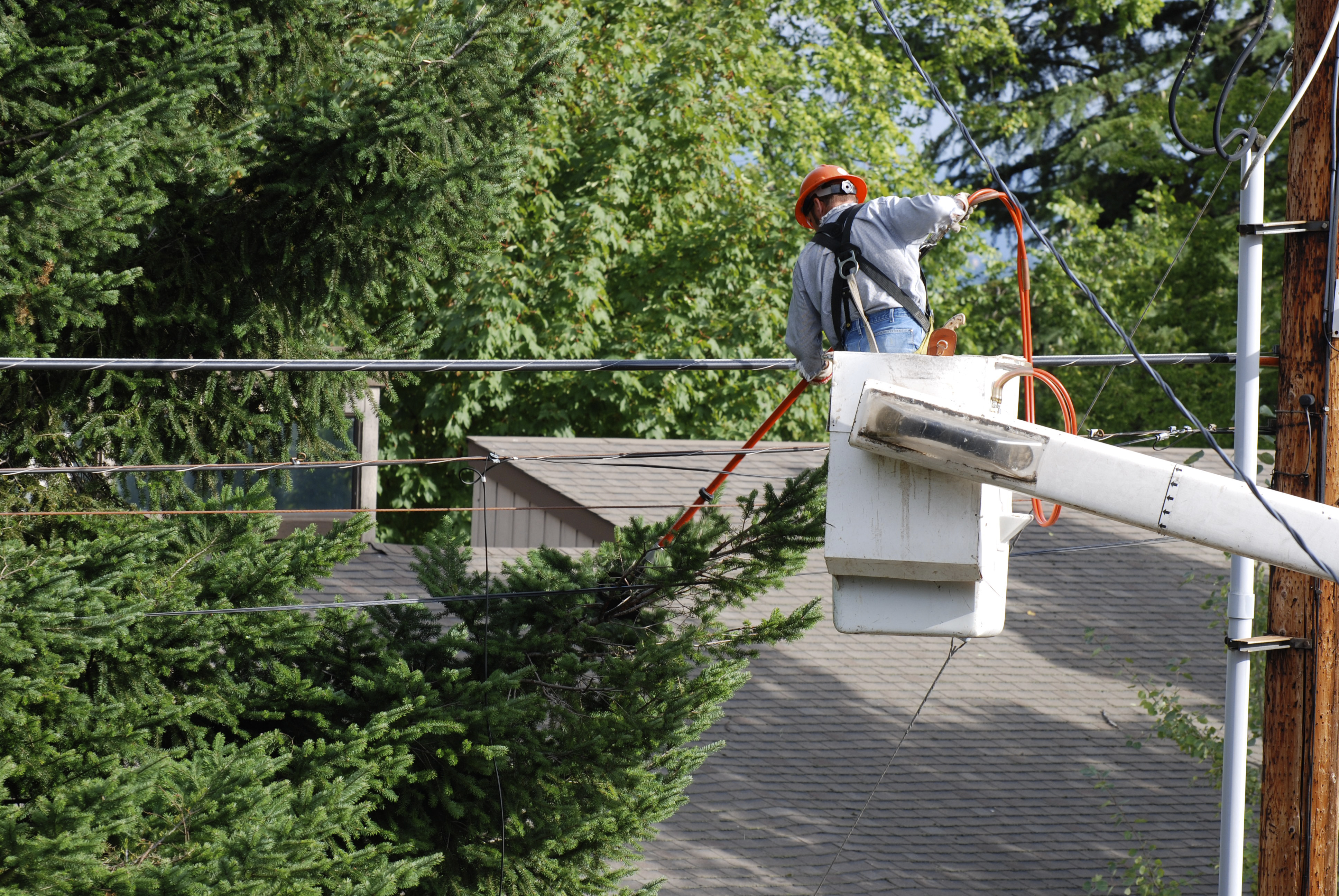 A man in a cherrypicker with an orange power saw, trimming evergreen branches