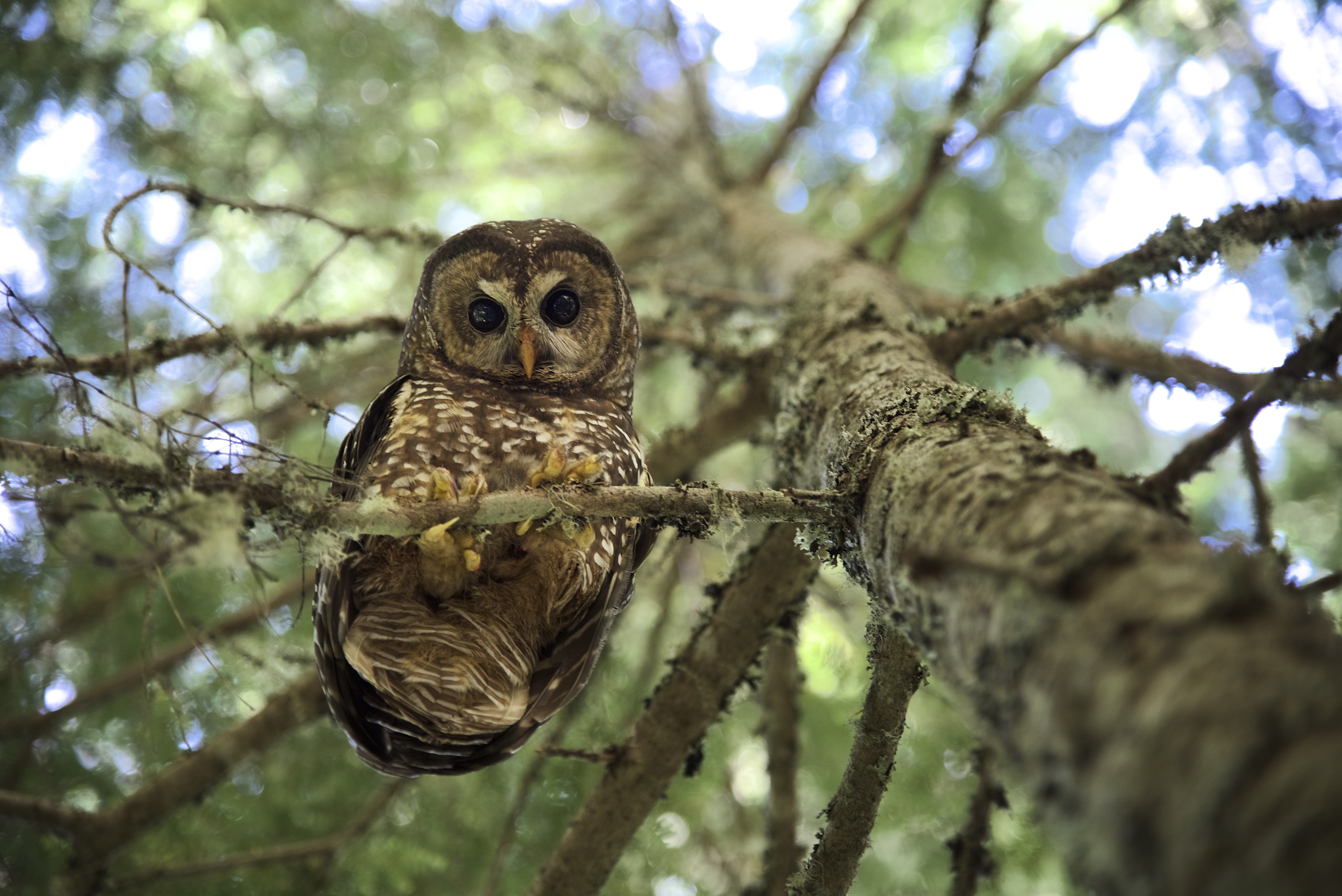 When the Endangered Species Act listed spotted owls in the Pacific Northwest, some logging companies were prevented from logging parts of their land. The proposed changes would allow for economics to play a role in listing decisions rather than just scientific data.