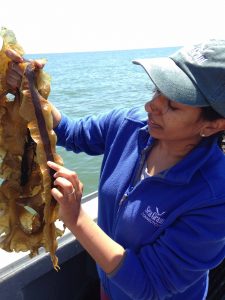 Anoushka Conception, aquaculture extension specialist at Connecticut Sea Grant, examines kelp grown in Long Island Sound. Concepcion will lead a National Sea Grant Seaweed Hub being created with $1.1 million in federal aquaculture funds.