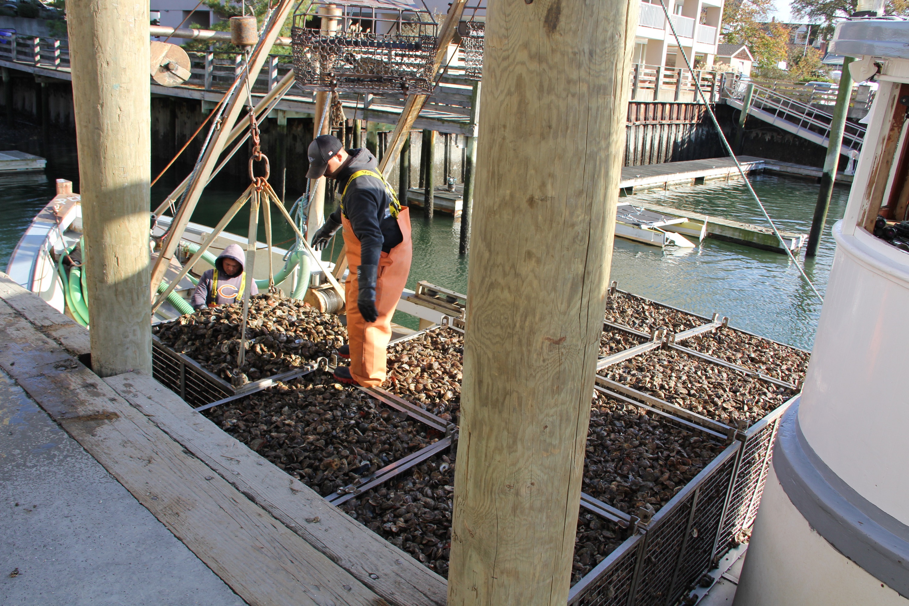 A worker at Norm Bloom & Son Oysters offloads shellfish harvested from the company’s beds in Norwalk harbor.