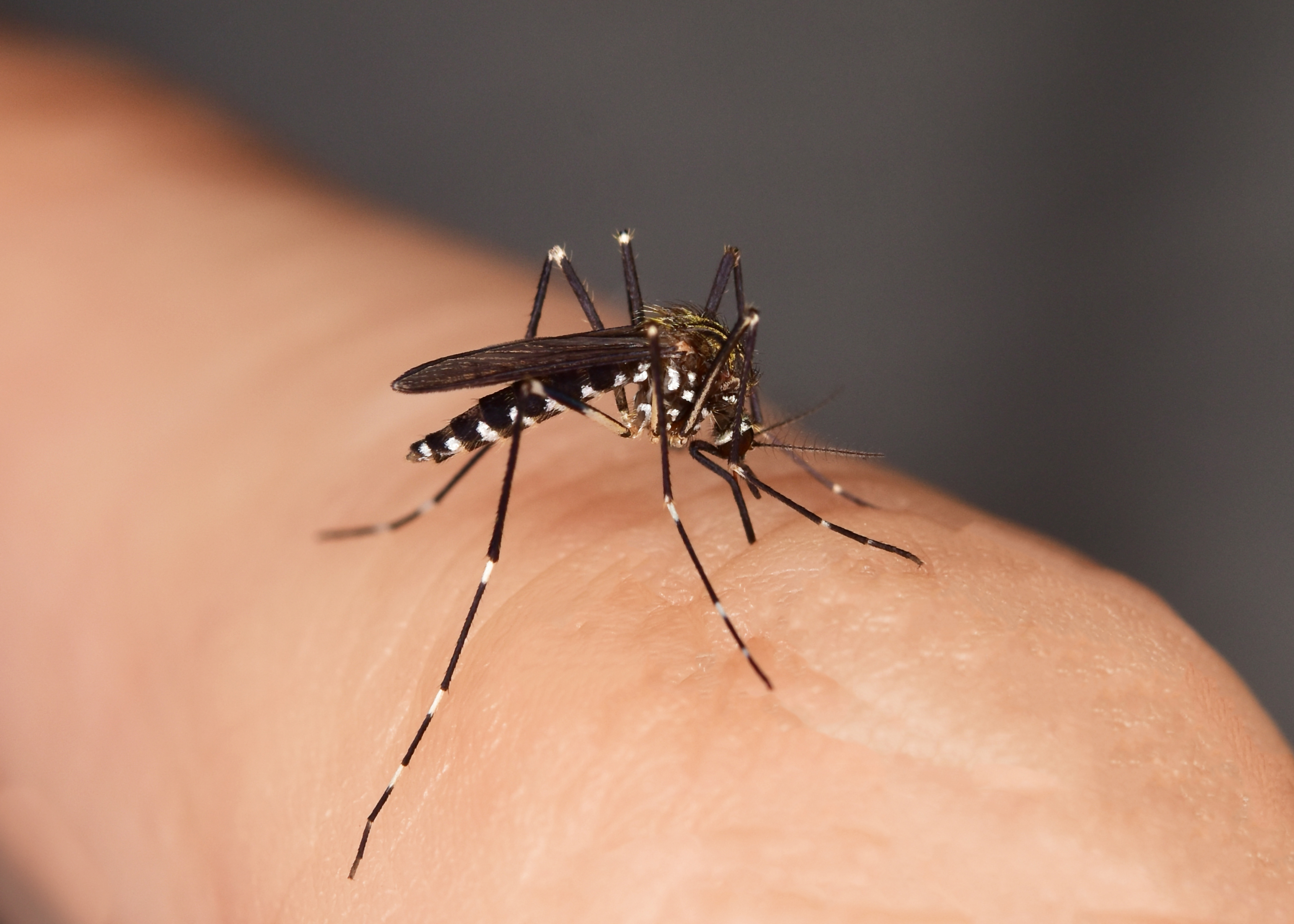 Mosquito sucking blood from a human. (Getty Images)