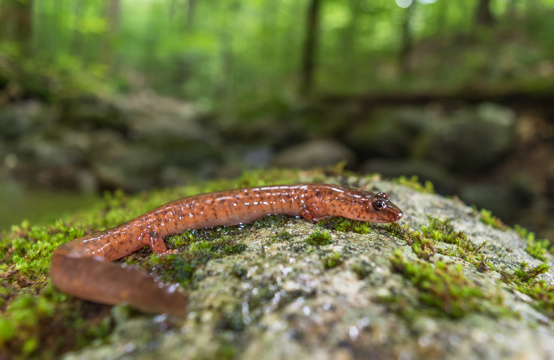 New research suggests spring salamanders are less likely to survive metamorphosis to adults in streams with highly variable flows. (Ryan Wagner/Submitted Photo)