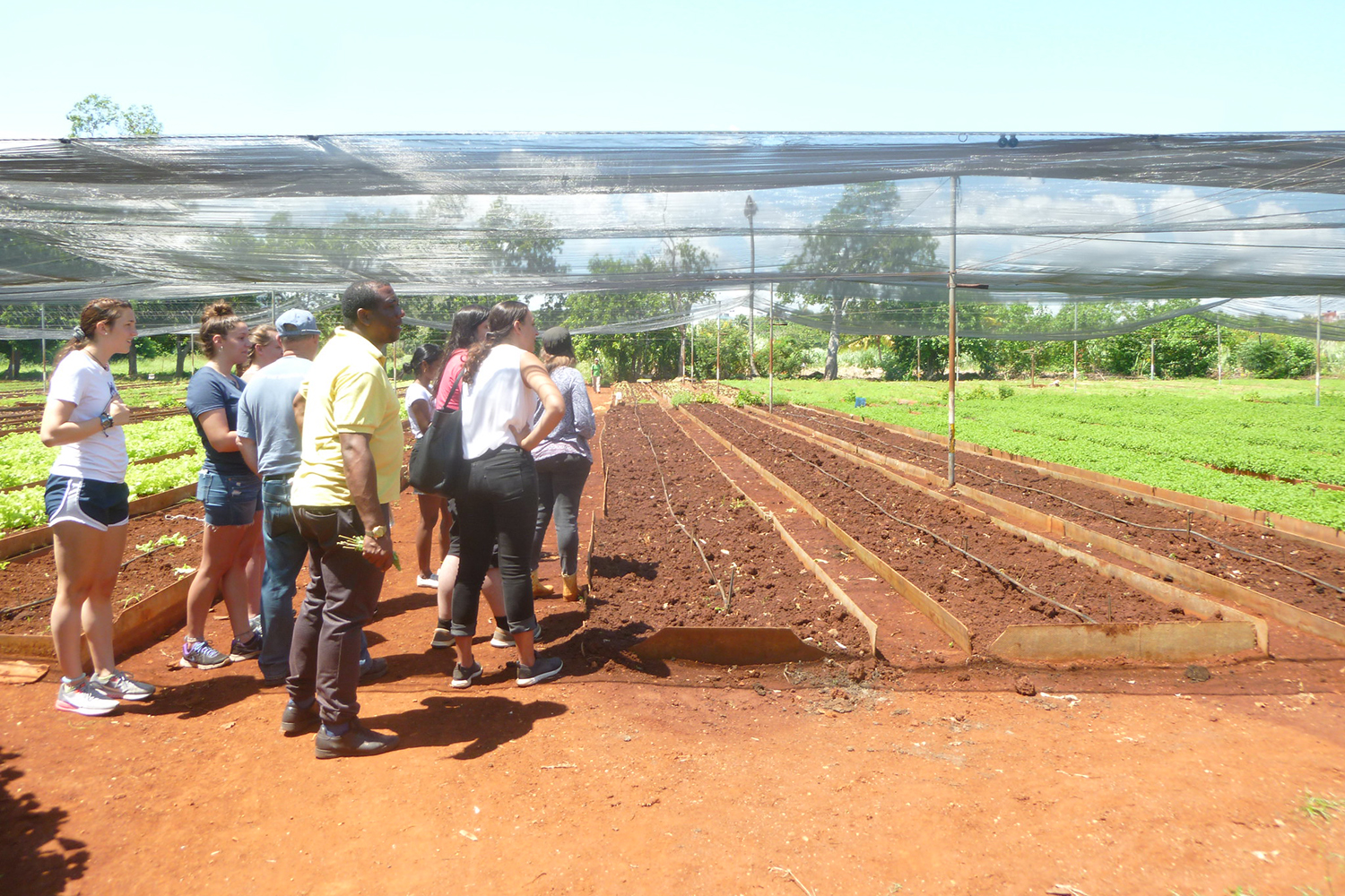 Students visit Sarcines urban agriculture operation in Alamar, near Havana.