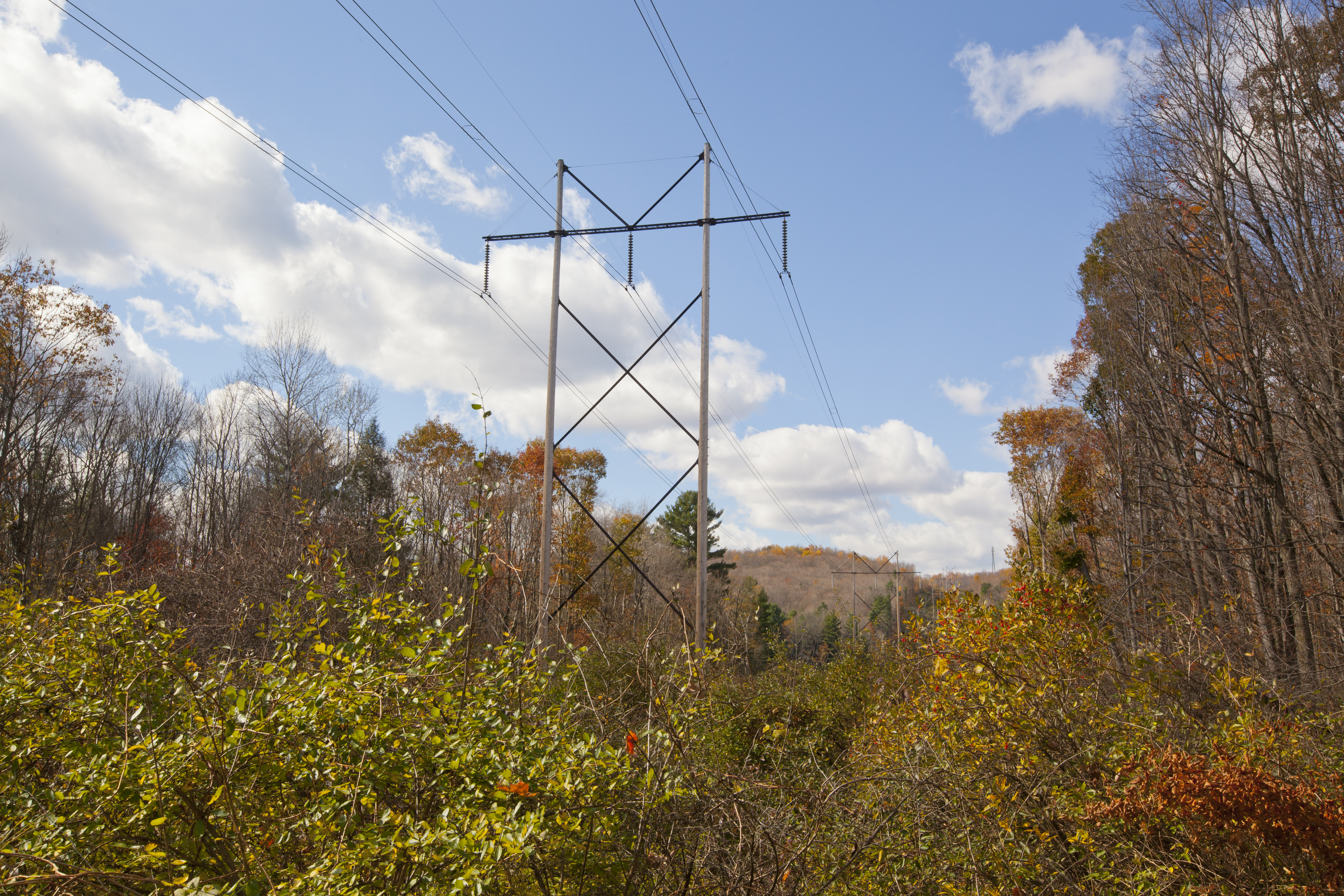 A view of high tension wires with autumn foliage. (Getty Images)