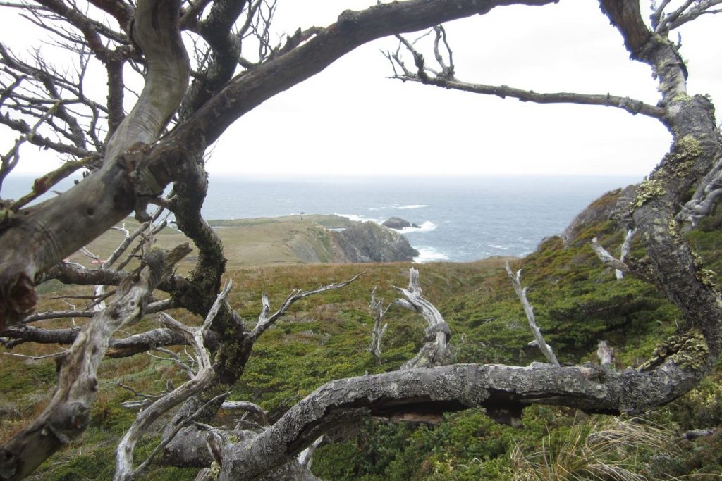 Sub-Antarctic Chile. (Bernard Goffinet/Submitted Image)