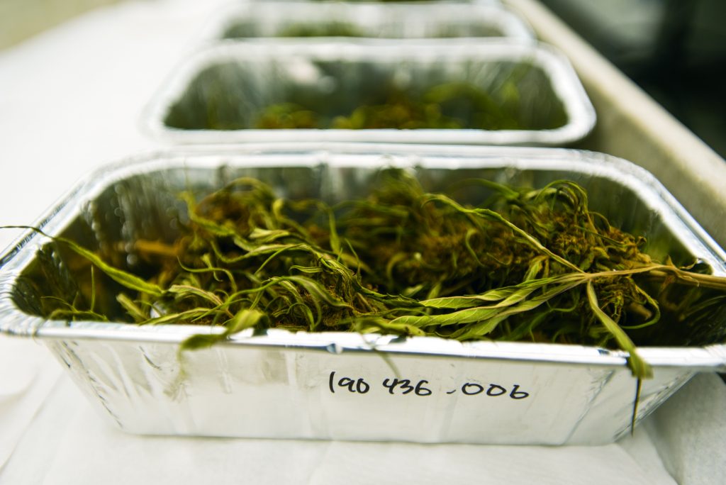 Hemp organized in trays in the lab at UConn's Center for Environmental Sciences and Engineering. (Sean Flynn/UConn Photo)