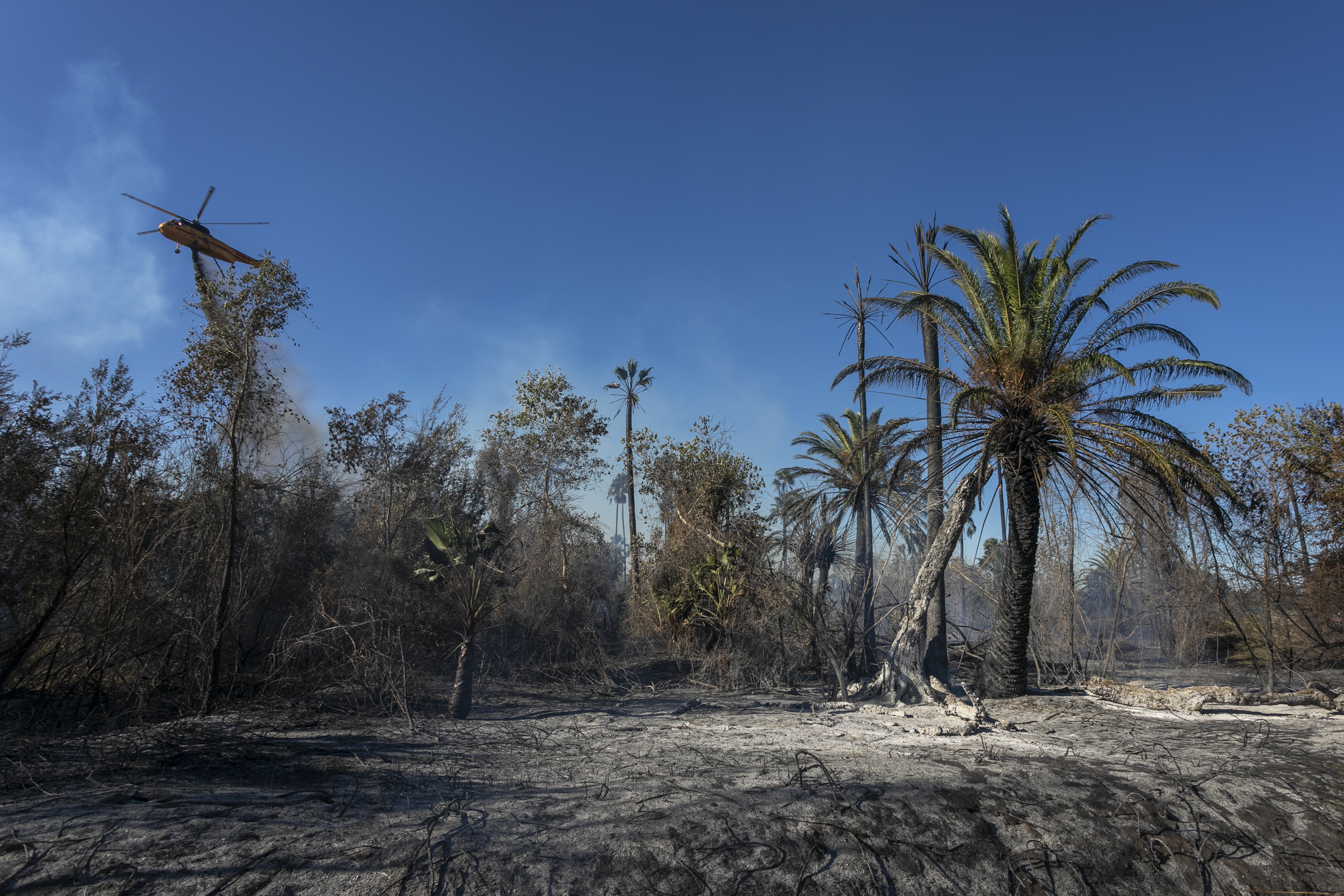 A forest in Claifornia charred by wildfire, the risk of which increases with climate change