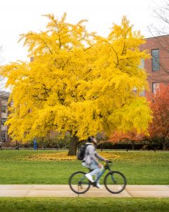 A bright yellow gingko tree on the Student Union mall