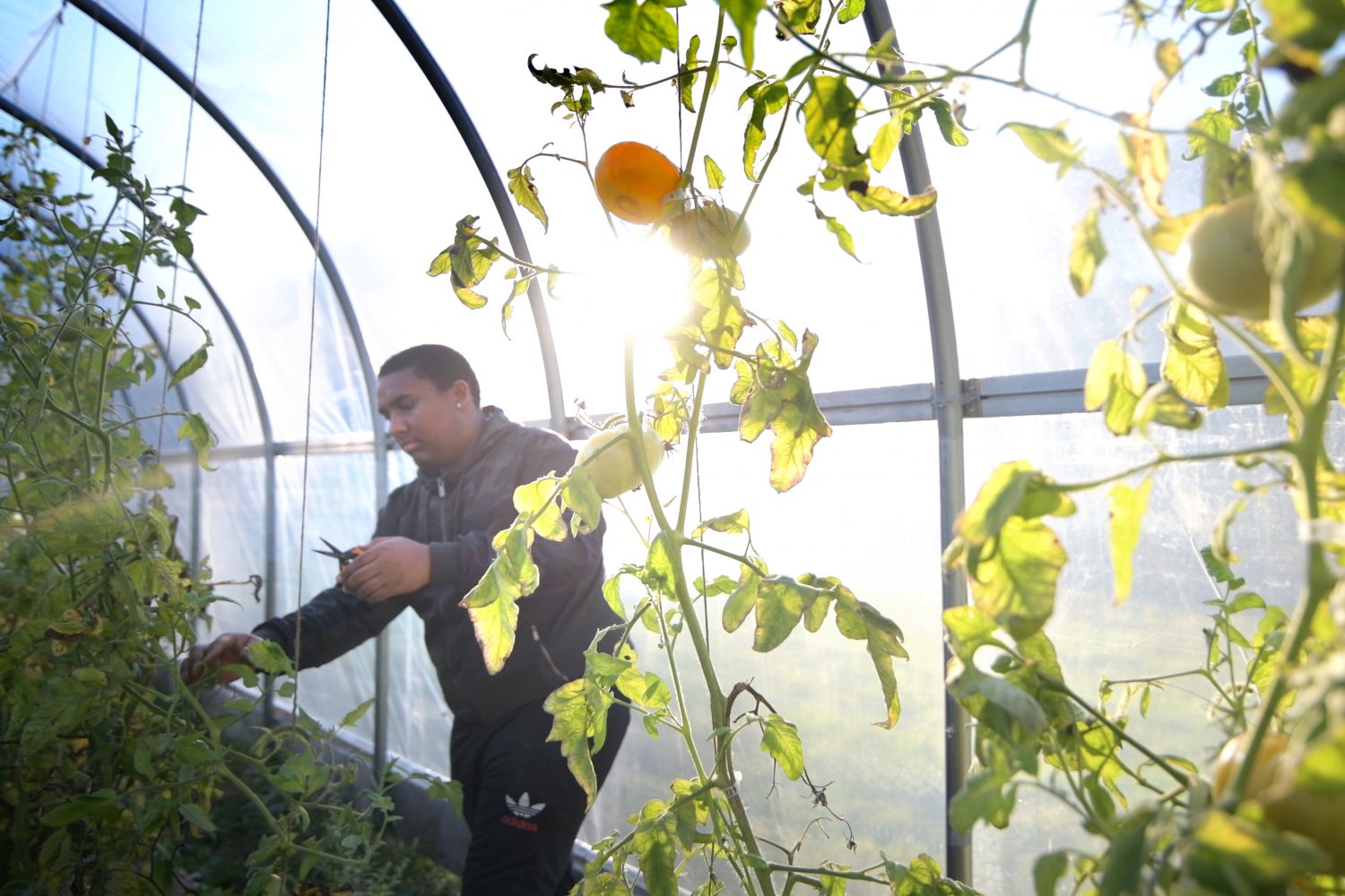 A member of the Mashantucket Pequot Tribal Nation harvests heirloom at their farm located in North Stonington Ct. The Mashantucket Pequot Tribal Nation and UConn Extension have been collaborating thanks to a USDA Federally Recognized Tribes Extension Program to enhance agricultural production, food security, and health of tribal community members.