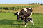 By studying pregnancy in various species, including horses, researchers have gained new insight into understanding how cancer spreads.