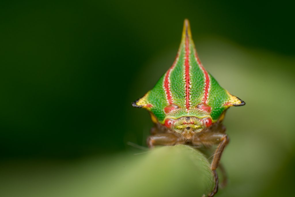 A treehopper insect with a colorful, triangular "helmet."