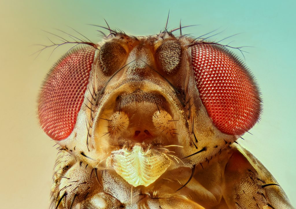 Extreme close-up of a fruit fly.