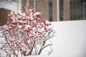 The UConn Health main campus in Farmington, Connecticut after a snowfall on December 11, 2019. (Tina Encarnacion/UConn Health photo)