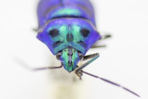 A species of Chrysocoris, a Shield-backed or Jewel Bug, from UConn’s insect collection. Nov. 18, 2019. (Sean Flynn/UConn Photo)