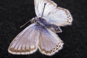 The butterfly, Aricia euchylas, from UConn’s insect collection. Nov. 18, 2019. (Sean Flynn/UConn Photo)