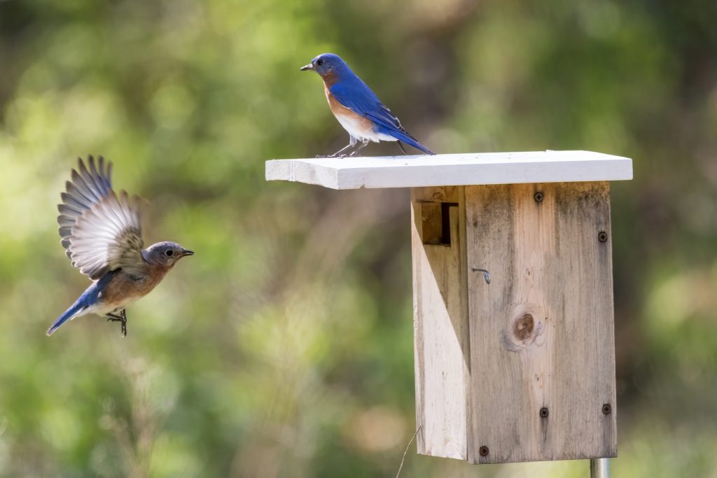 A male and female bluebird at a wooden birdhouse.