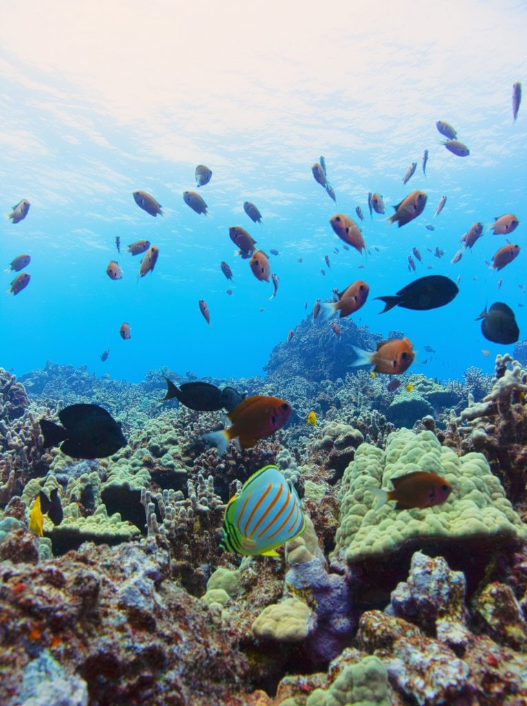 Tropical fish swim near a reef in a light blue ocean.