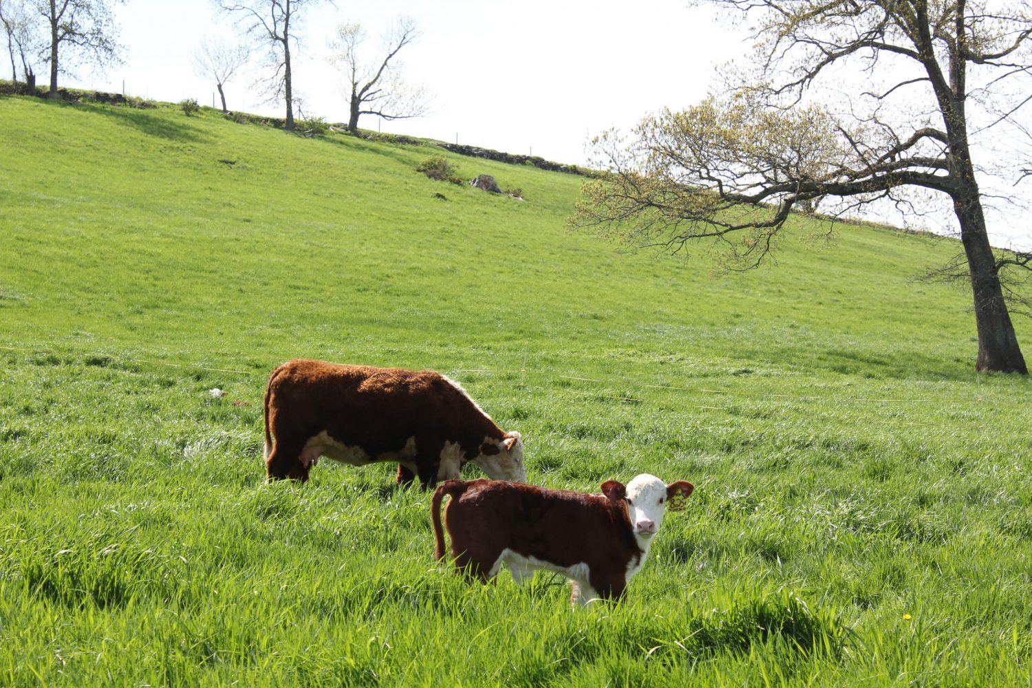 UConn Hereford cattle.