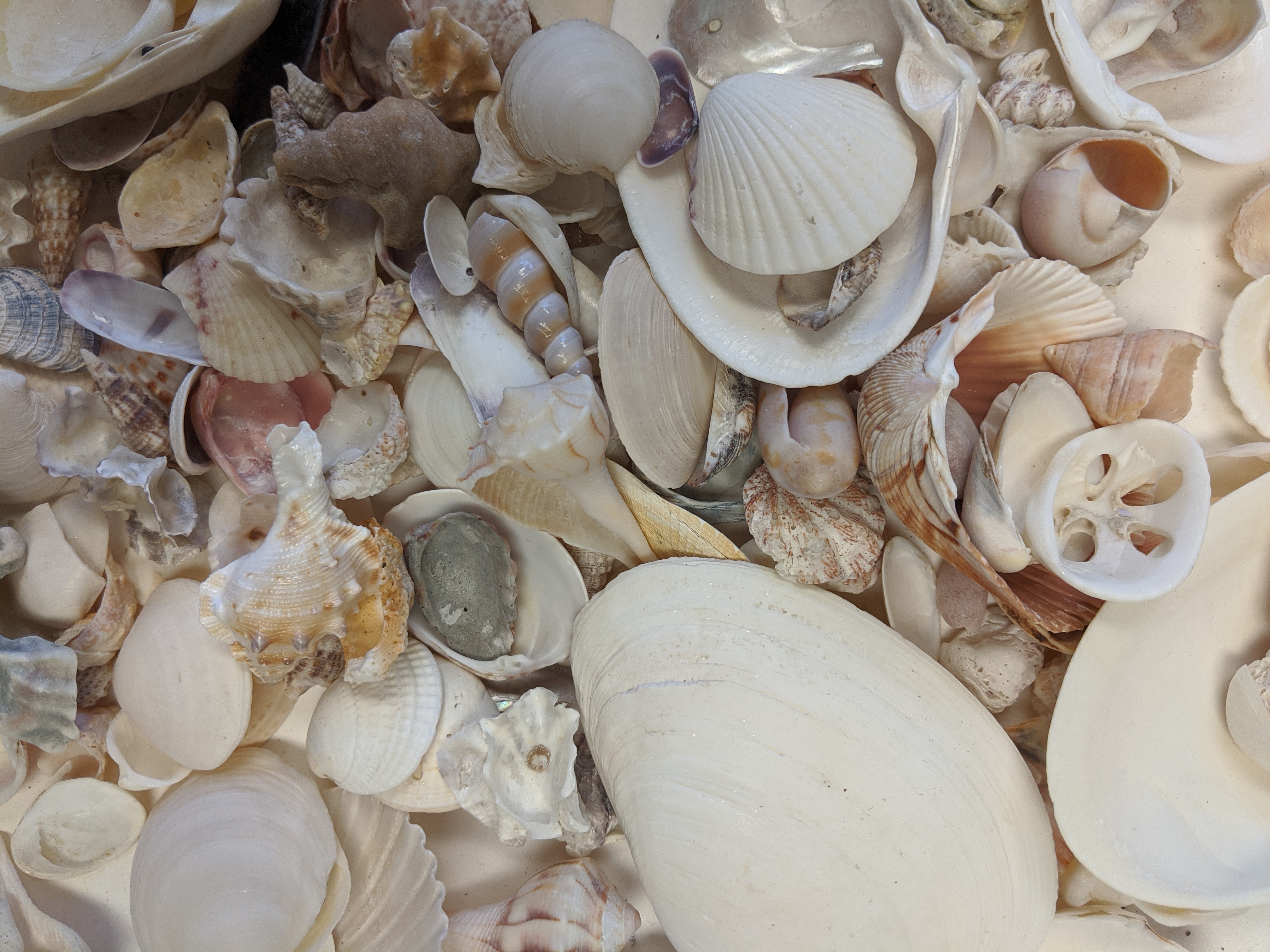 A pile of shells from different types of sea creature.