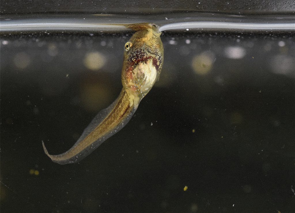 A tadpole draws air from a bubble on the surface of the water, a technique UConn researchers have dubbed "bubble-sucking."