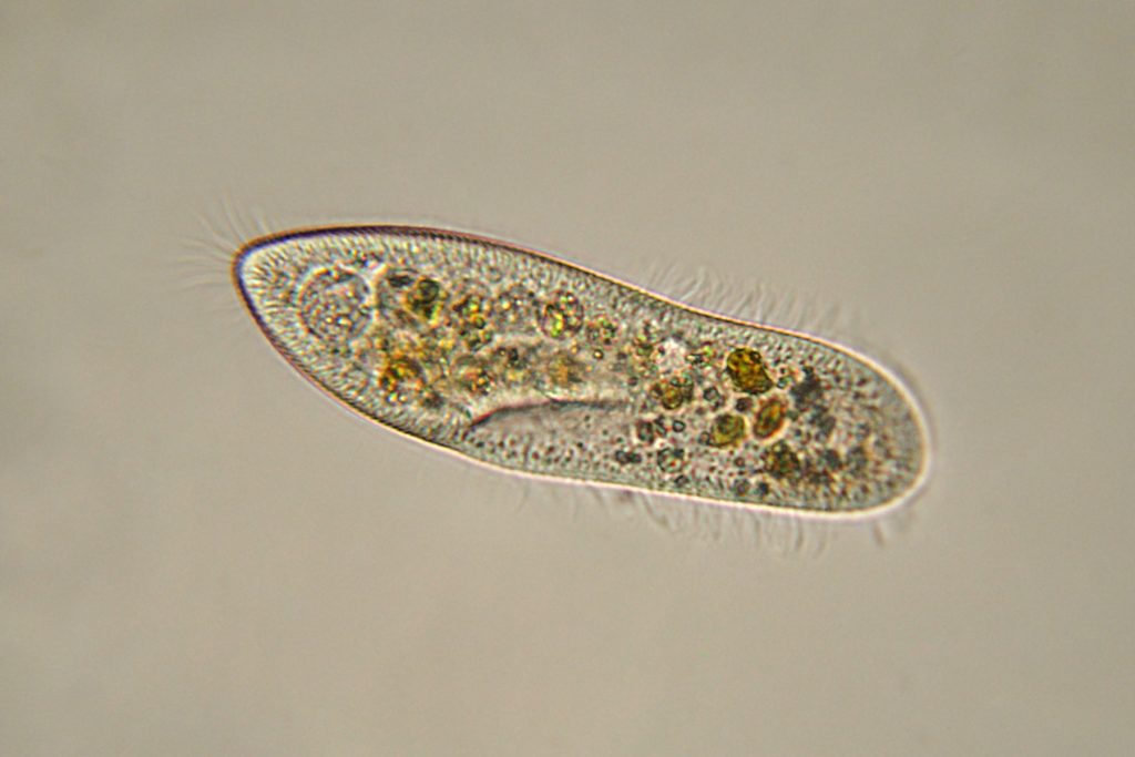 A paramecium, an example of the microorganisms known as protists.