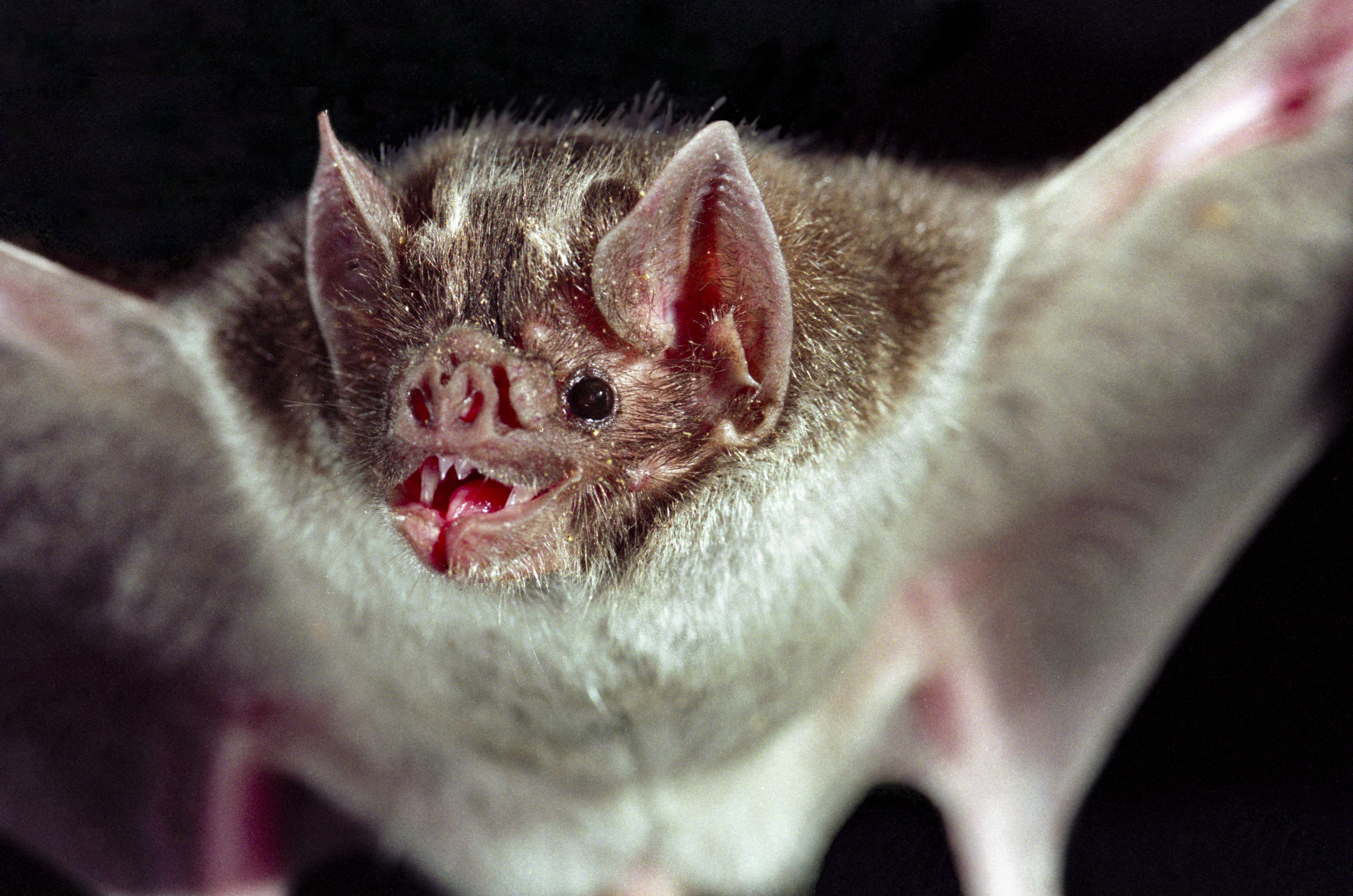 A close-up of a vampire bat.