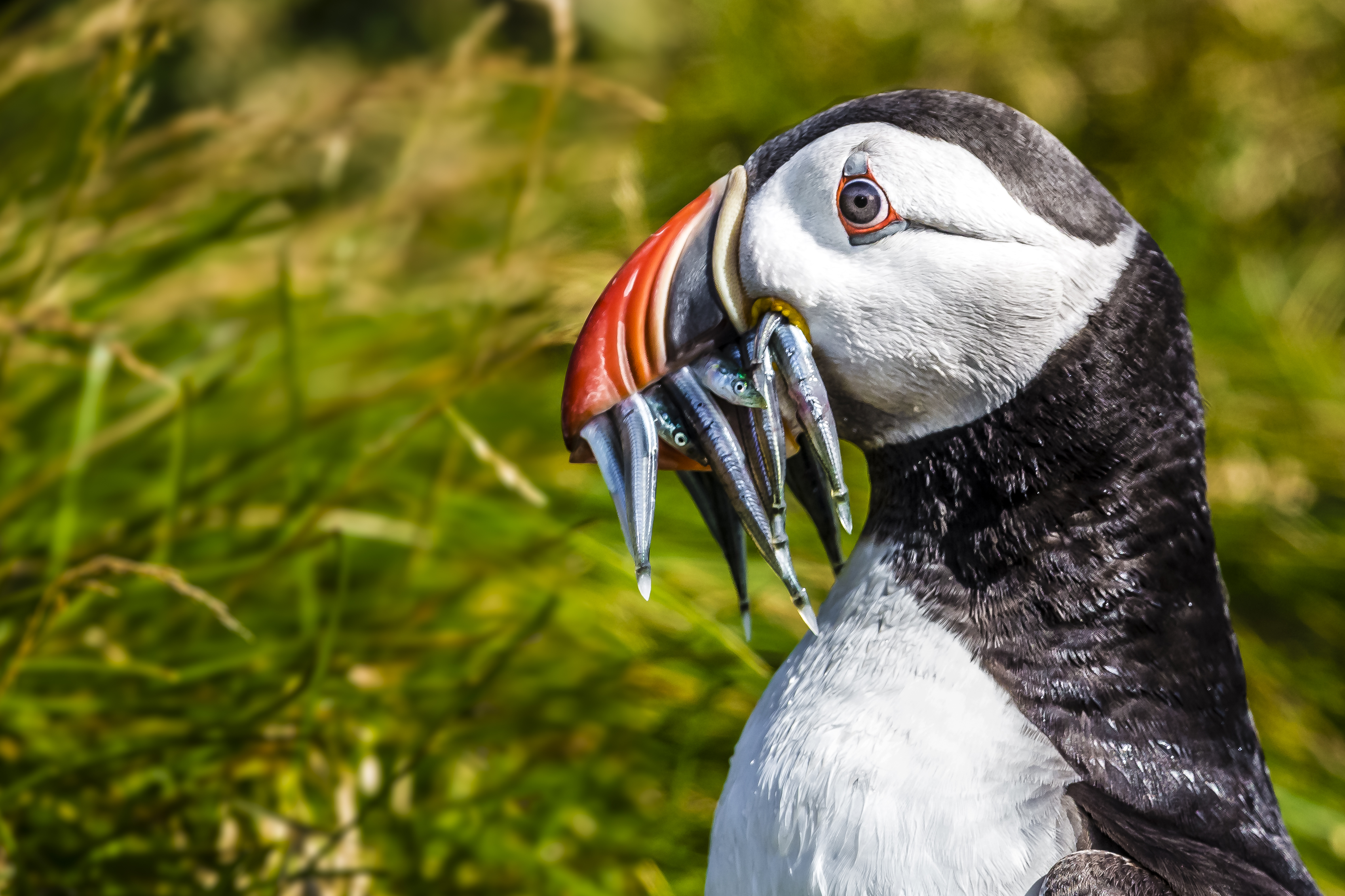 A puffin snacks on sand lance, a small fish that researchers say plays a vital role in the food web.