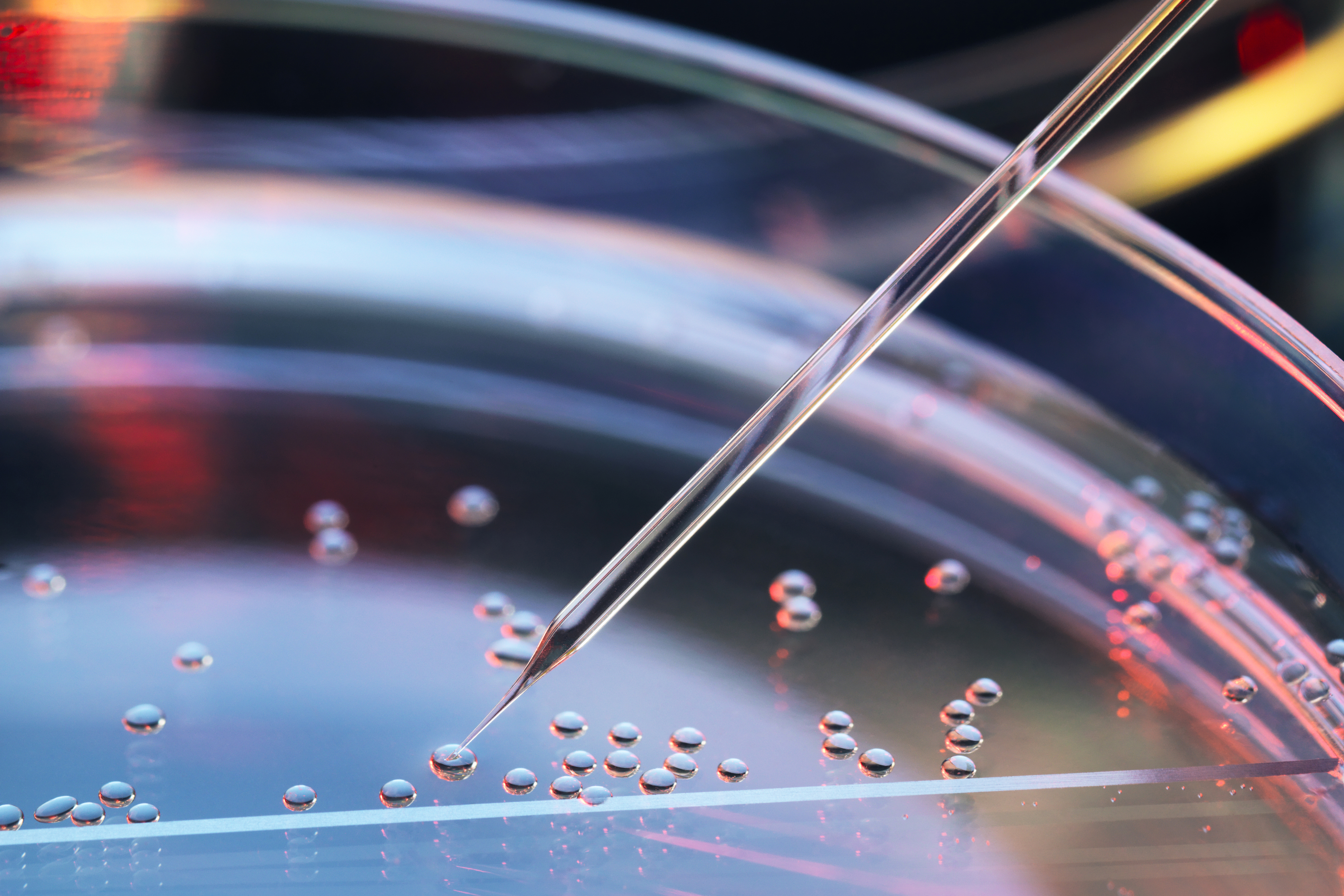 Stem cells in a petri dish