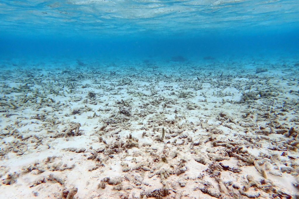 A dead coral reef in the Maldives, the result of climbing global temperatures.