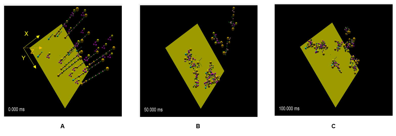 A SpringSaLaD simulation of how molecules protruding from a cell membrane can bind to molecules diffusing in the cytoplasm to produce clusters. Shown are snapshots from 3 time points in the simulation.
